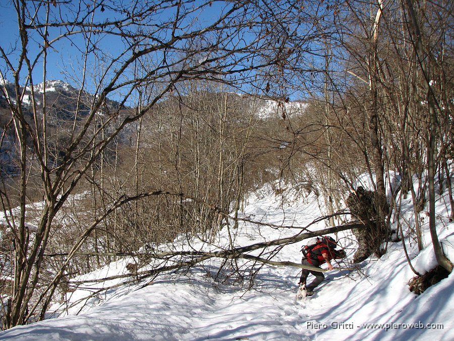 04 Alberi ceduti sotto il peso delal neve.jpg